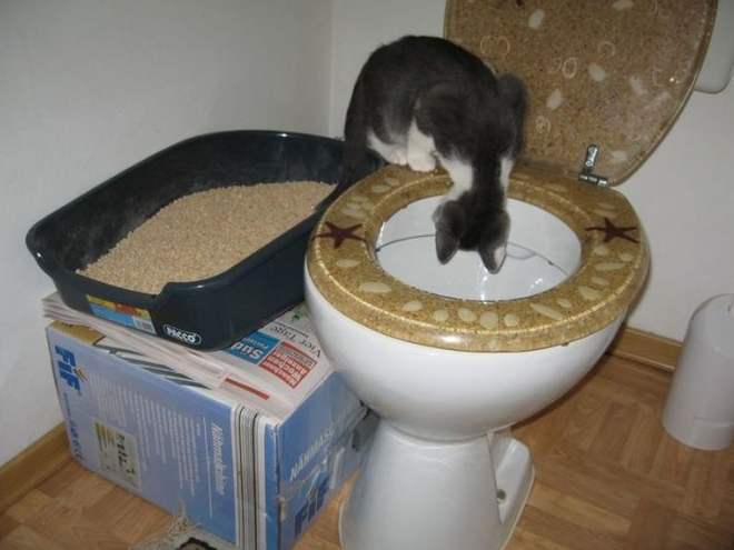 Фотография взята из свободного источника