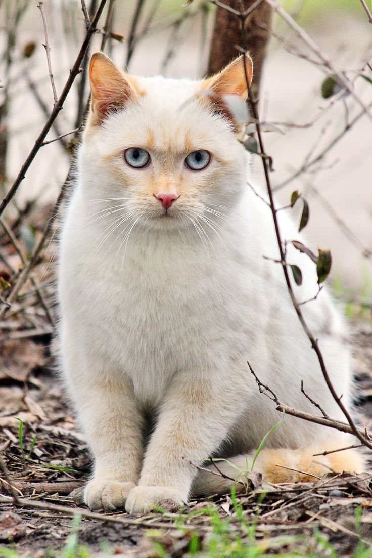 Кошки очень. Красивые кошечки. Красивые коты. Очень красивые кошки. Симпатичная кошка.