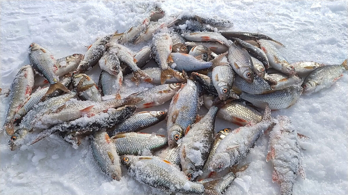 Ловля плотвы со льда