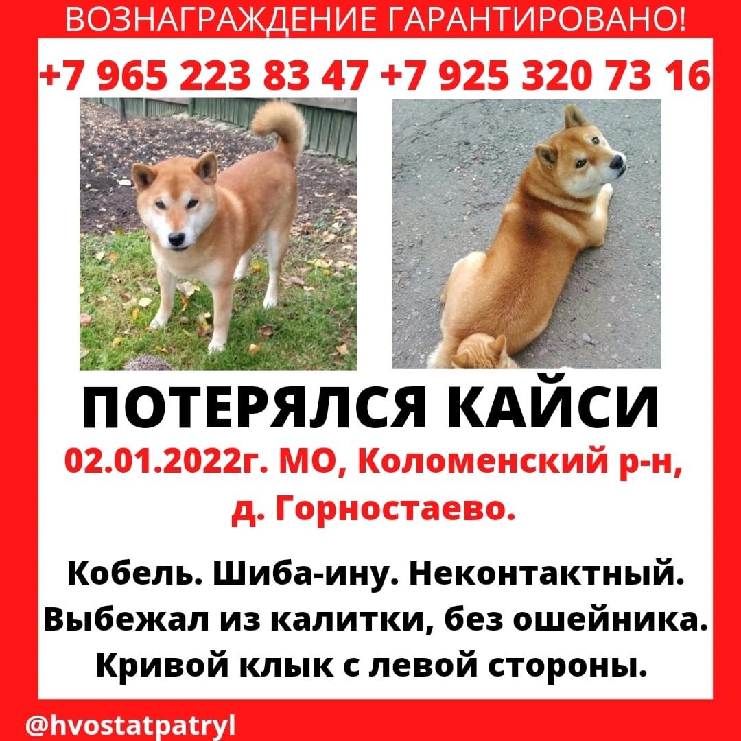 Важна любая информация! Может, кто-то видел его, видел, что кто-то его удерживает у  себя, что кто-то его увез - просьба сообщить по телефонам!