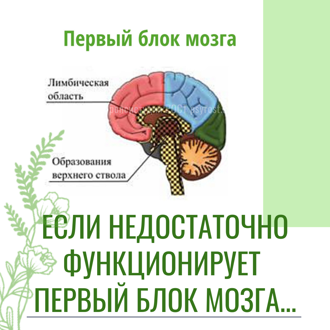Как снять блоки мозга Признаки нарушений в развитии блоков мозга