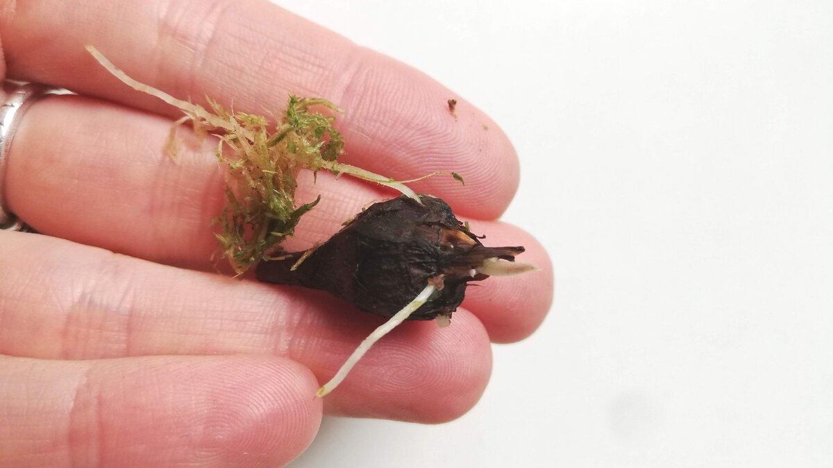 Клубенек алоказии с корешками