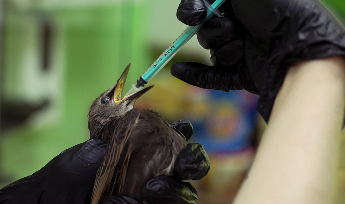 Лечение скворца антибиотиками