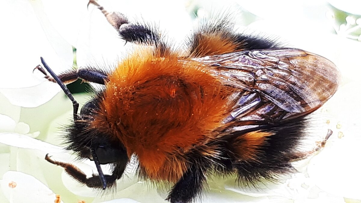 фото автора. Шмель на гортензии