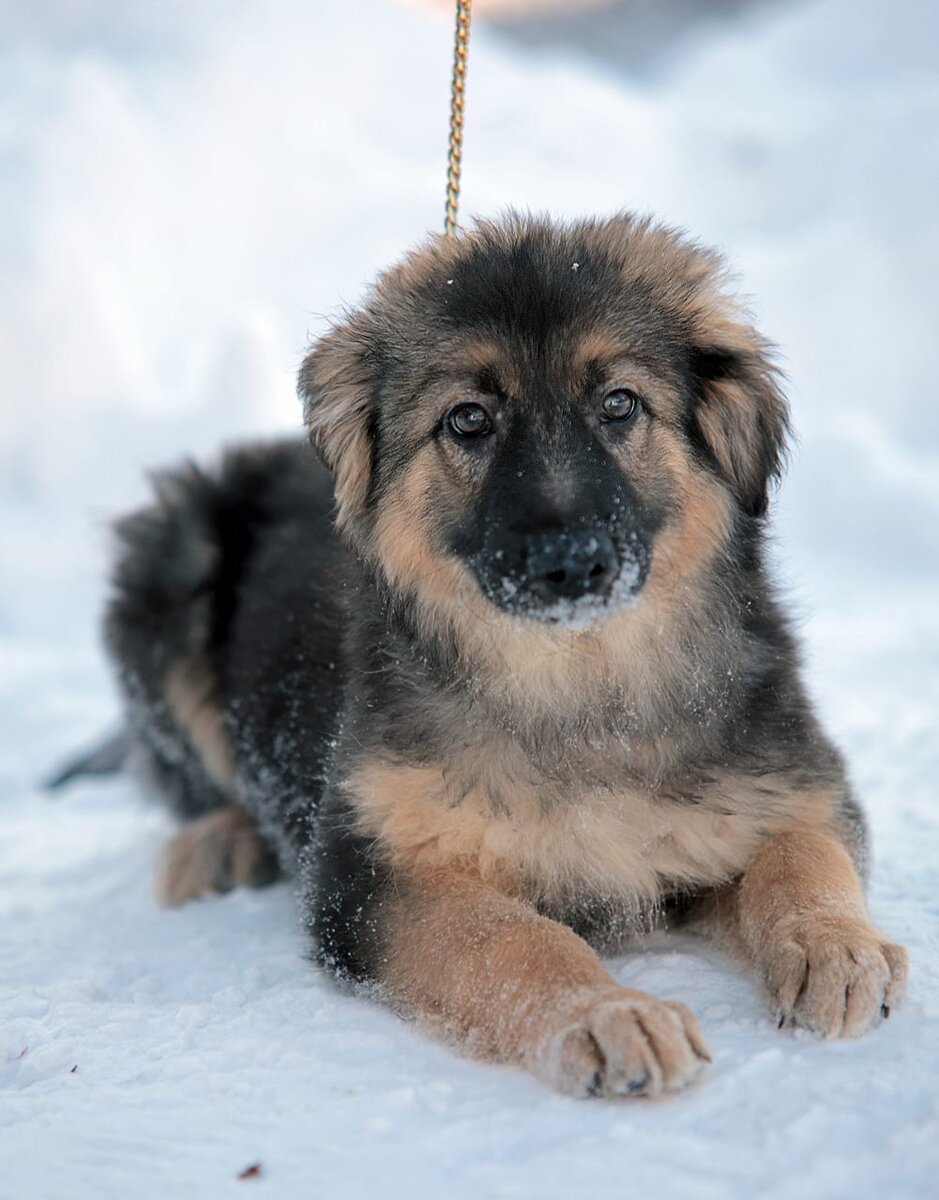 Антошка-красавец