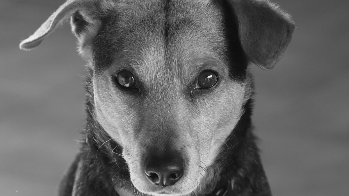 Вопреки распространенному мнению, собаки обращают очень пристальное внимание на человеческую мимику. Фото Manfred Richter/Pixabay