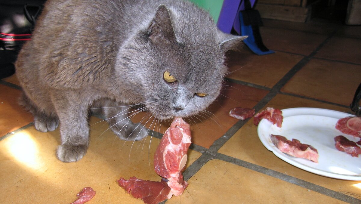 Можно ли котов кормить мясом. Кот ест.