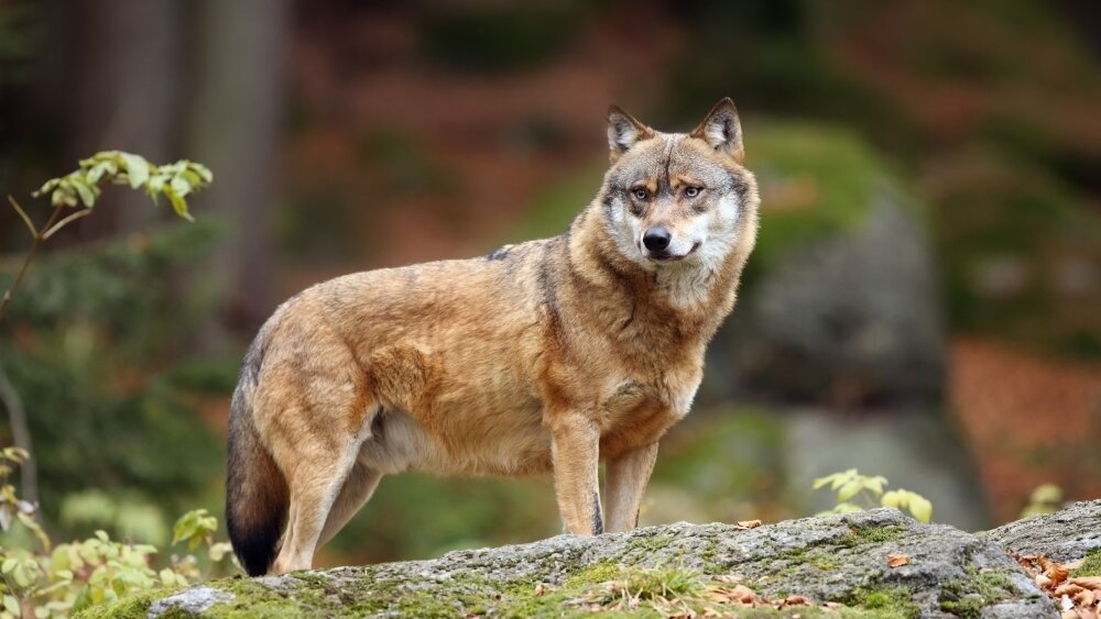    Фото: Shutterstock