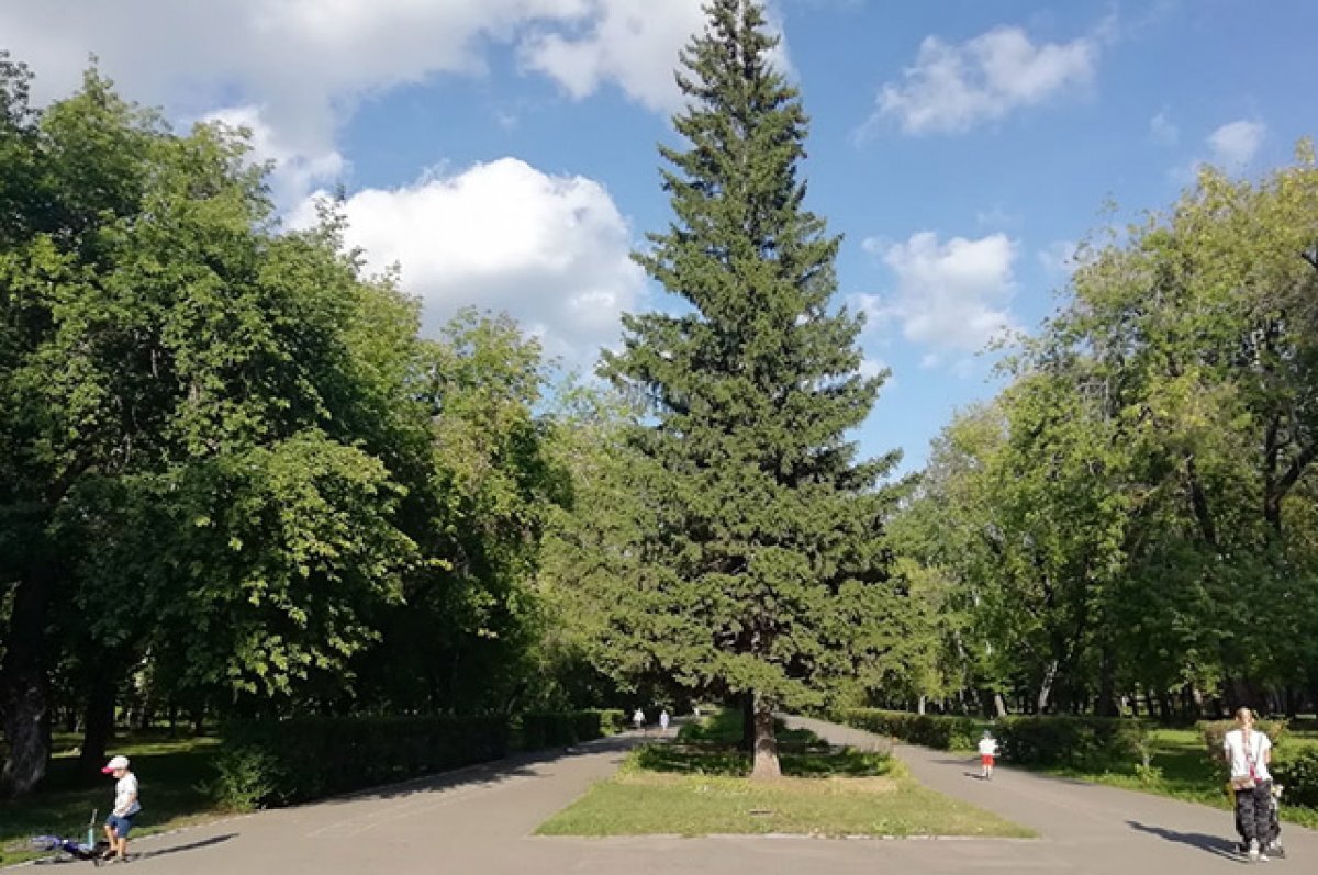 В Барнауле продолжается благоустройство парков, скверов и аллей | АиФ– Барнаул | Дзен