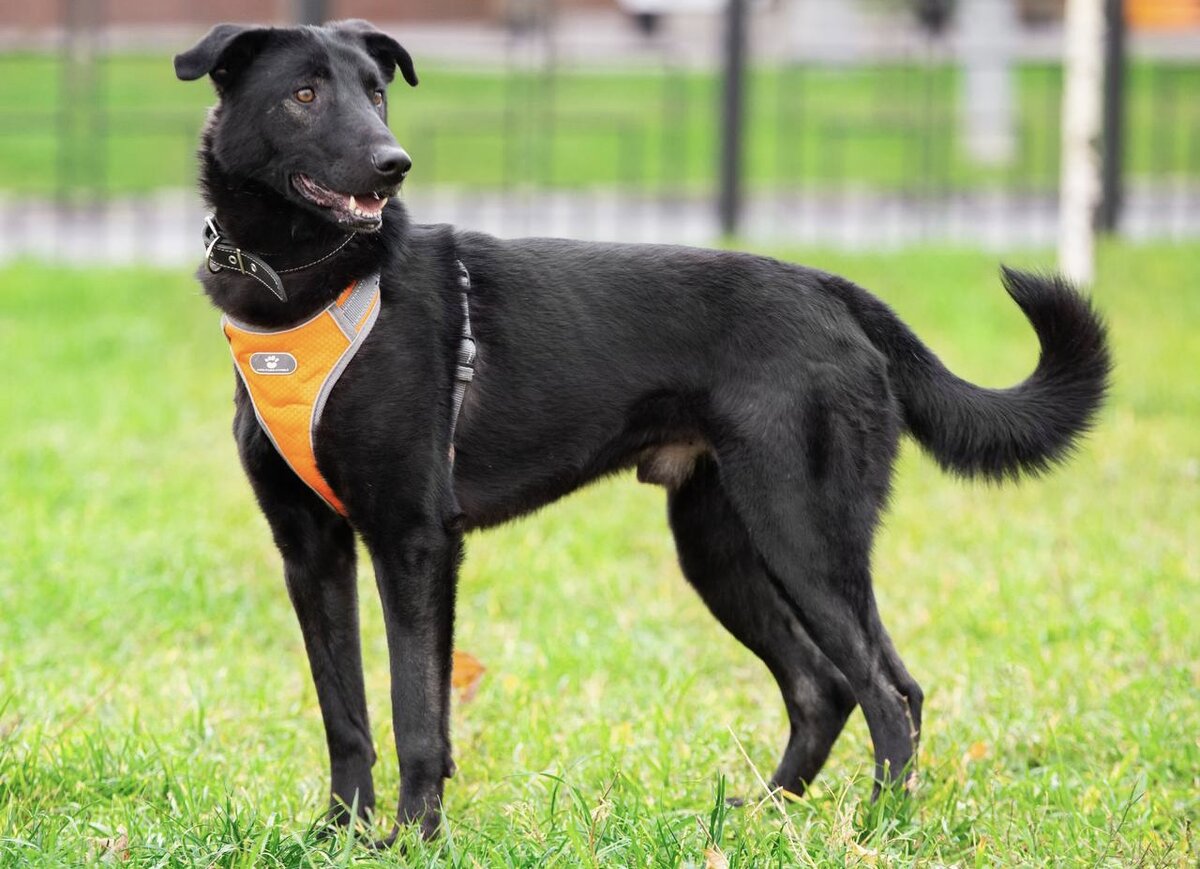 Черный красавчик Гриф