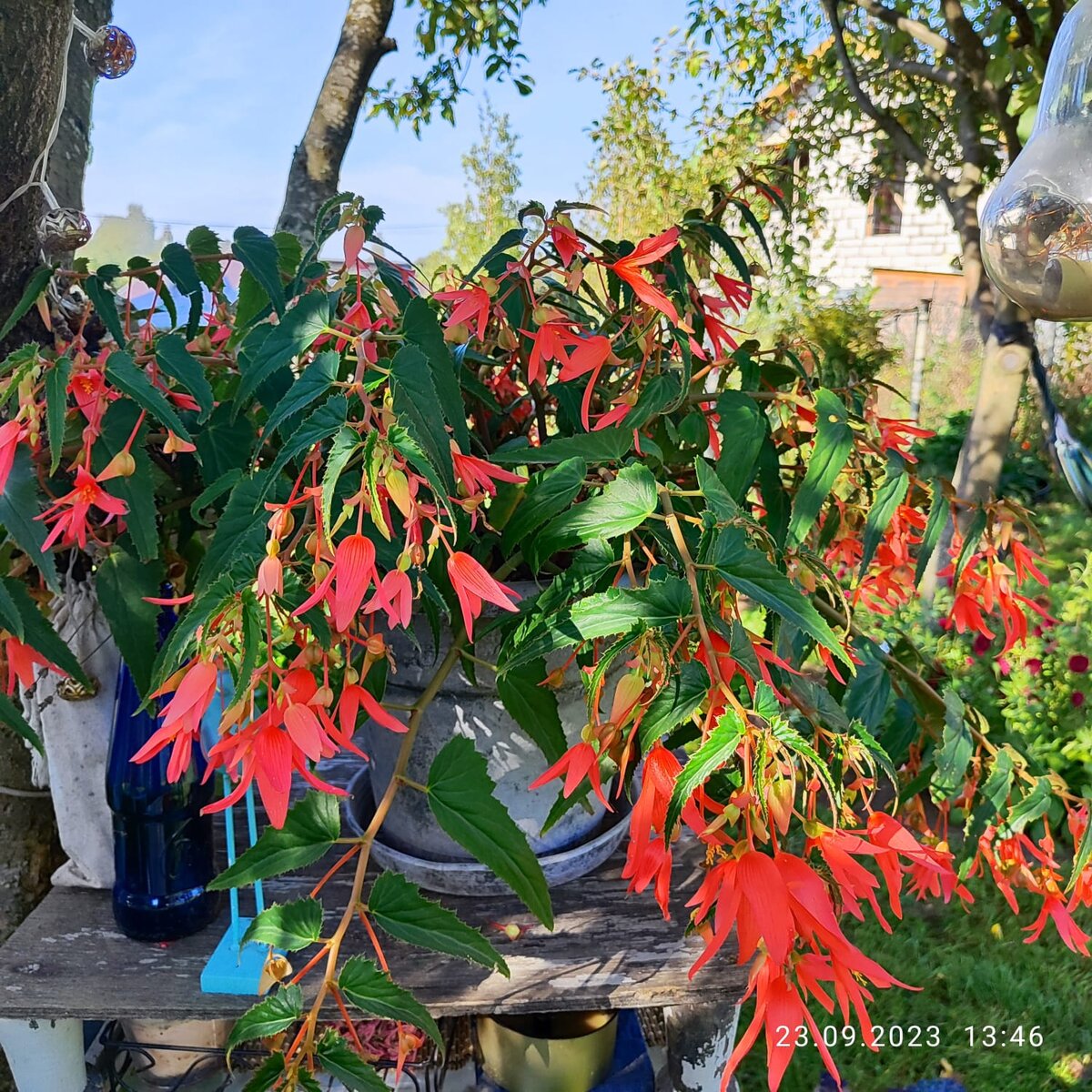Бегония боливийская Копакабана лососевая