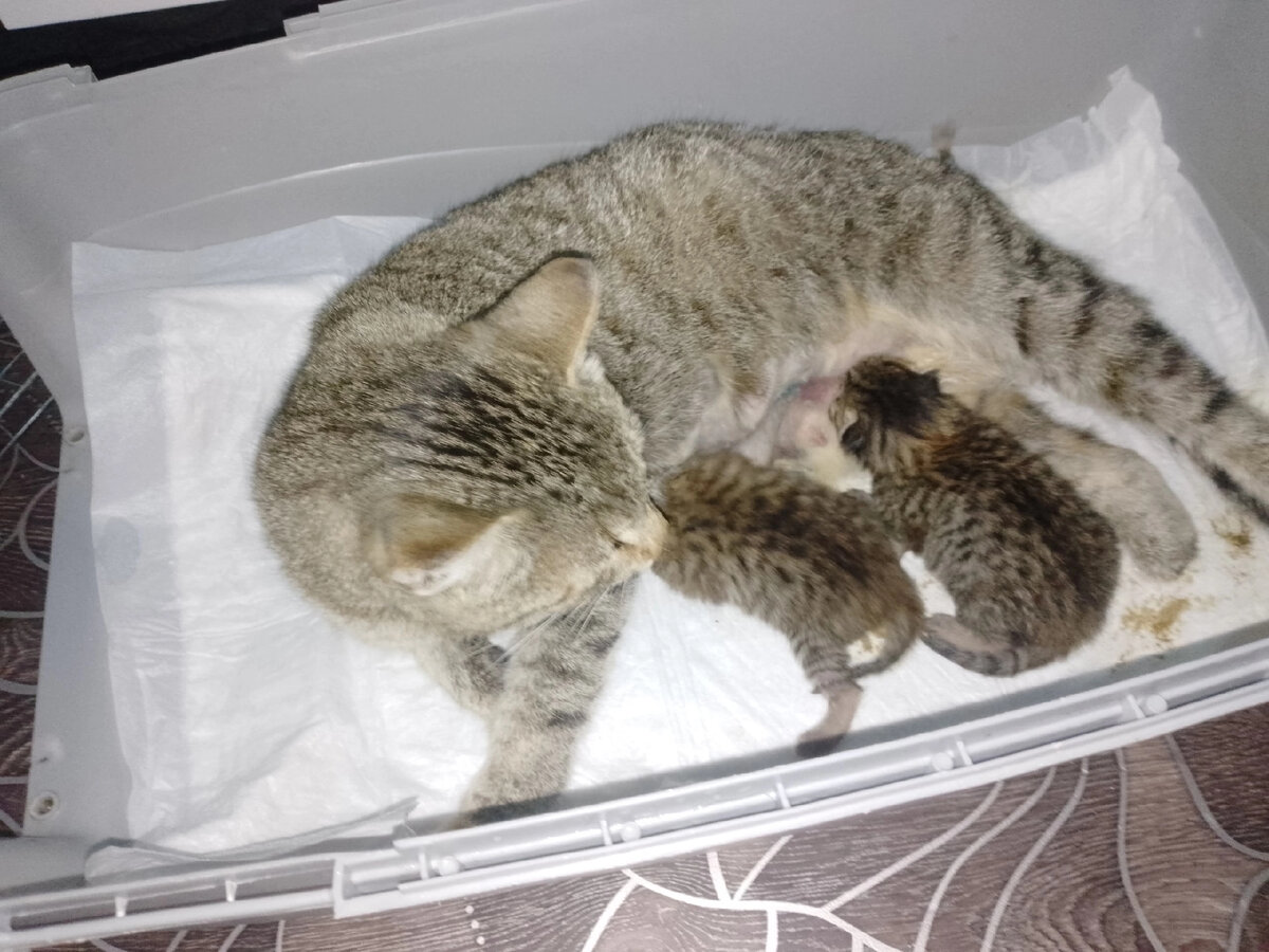 Живут на передержке.