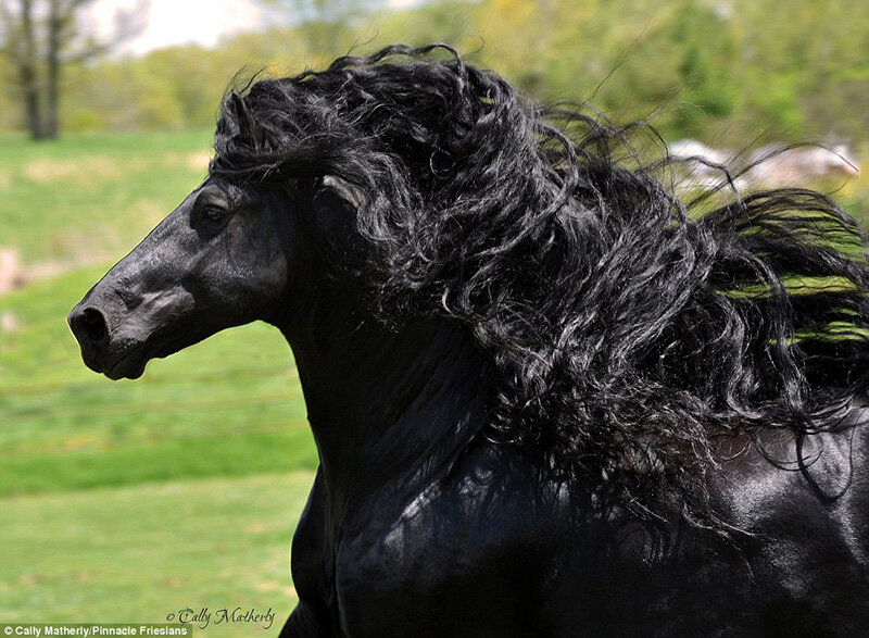 Фото: Cally Matherly / Pinnacle Friesians