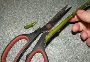 Прежде чем ставить букет свежесрезанных цветов в вазу, обрежьте кончик каждого стебелька примерно по 1см. не перпендикулярно, а по косой линии.