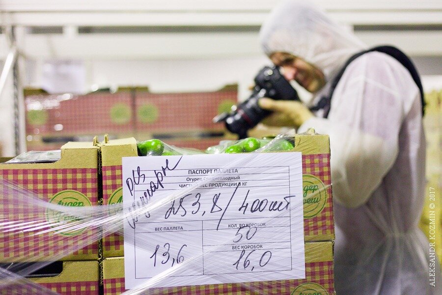 Овощи перед отправкой в распределительный центр. Фото: Akozmin-7