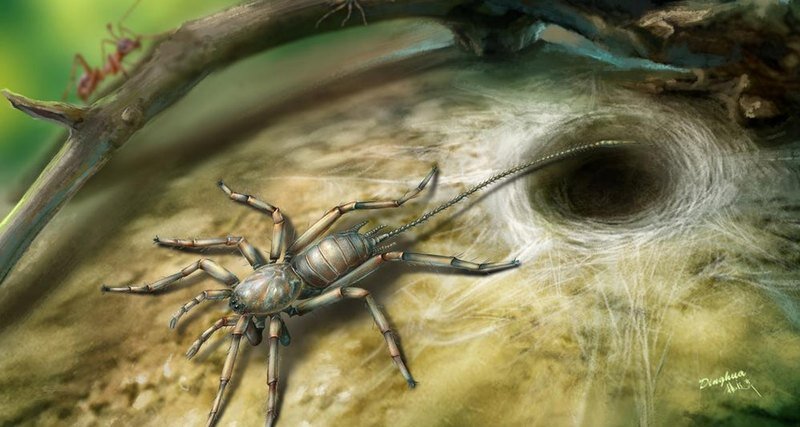 Ни один из живущих видов из отряда пауков не имеет хвоста, однако эта особенность сама по себе не является чем-то необычным в мире арахнидов. Так, например, существа из отряда телифонов являются близкими родственниками хвостатых пауков, и, к слову, та же исследовательская команда ранее обнаружила еще более древних арахнидов с хвостами, но без паутинных бородавок.