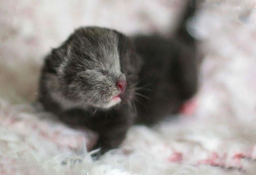 Кошки рождаются с шерстью. Котенок родился с двумя лицами. Недавно родившиеся котята. Котенок родился с большим языком. Котенок родился с открытым мозгом.