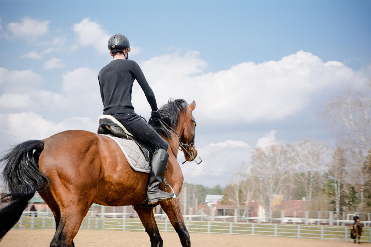 Советы по тому, как мыть лошадь | Equestrian Minsk | Дзен