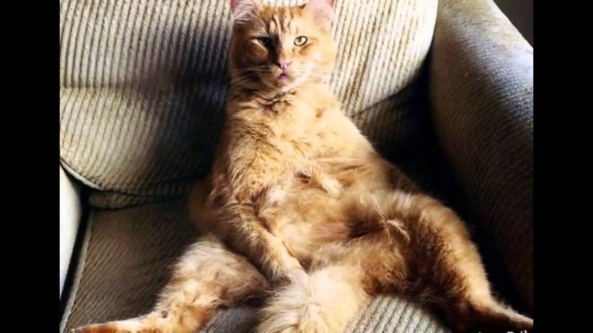 Жирный рыжий кот на диване