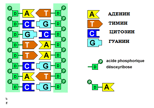 Пример цепочки ДНК.