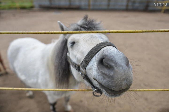 Наталья Феоктистова, "Вечерняя Москва"