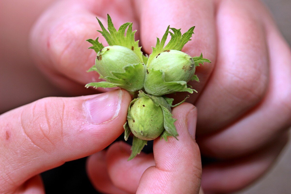 (Фото из Сети)