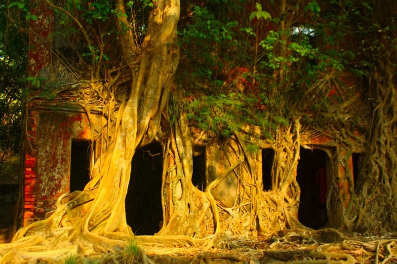 остров, джунгли, остров Росс, история, природа, интересное