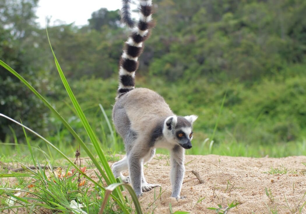 Дика 0. Lemur травоядный. Прикольный лемур за хвост. Яд у лемуров. Селаыорт для собак лемур.