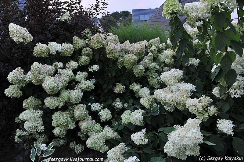Обе гортензии Limelight в цветении