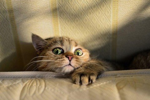Дорогая Лидия, кот или свадьба?