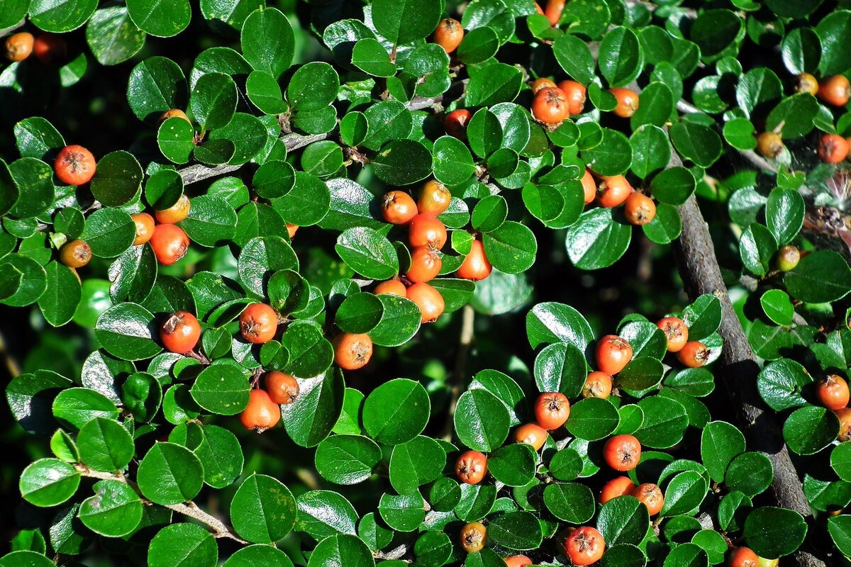 Кизильник горизонтальный с ягодами