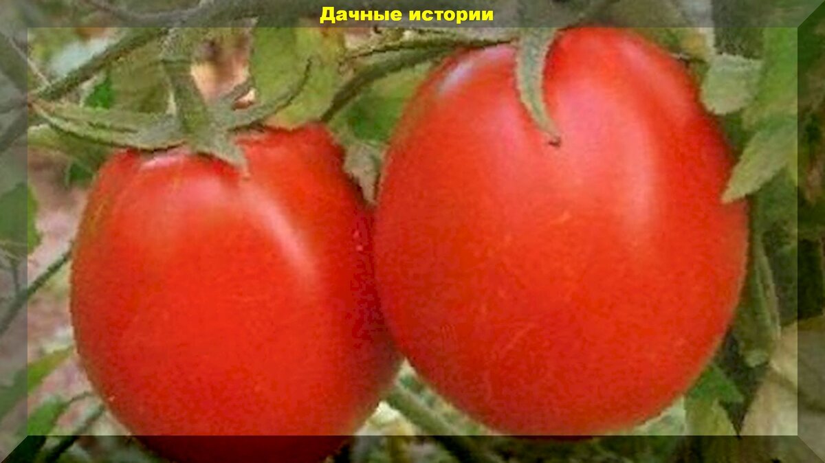 Успех- сорт томата, который простит новичку, ошибки в агротехнике.