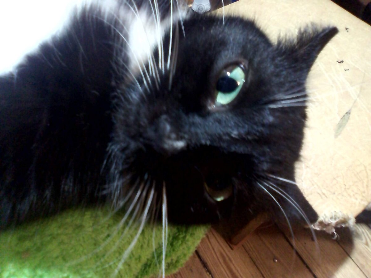 Ик.. тьфу... Пук... не... а ррррррррр