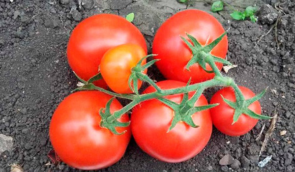 Низкорослые сорта томатов, не нуждающиеся в пасынковании