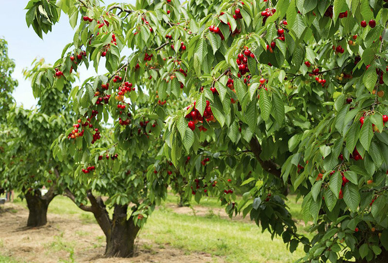 Как растет кофейное дерево | www.kakprosto.ru | Дзен
