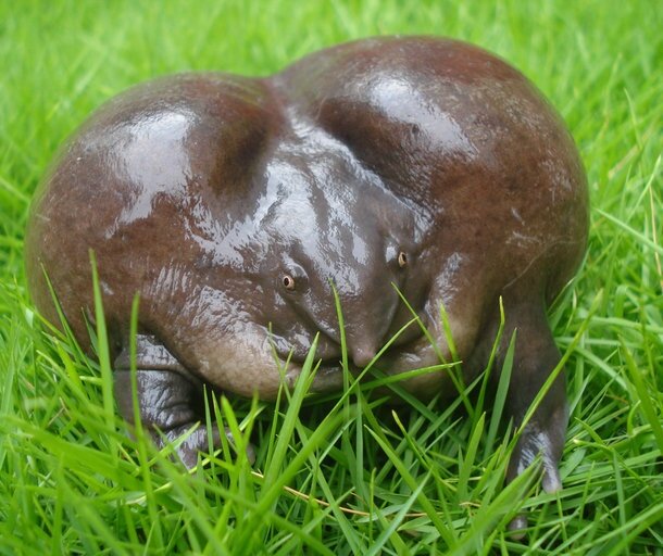 Похоже лягушка хочет в туалет