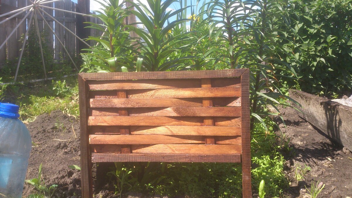 Тема неказистая и небольшая.) Изготовление садового декоративного заборчика. В качестве материала подойдёт доска 25 мм. Её длинна зависит сугубо от размеров будущего изделия. Желательно чтоб доска была достаточно сухой, это облегчит процесс обработки. И без ручной циркулярной пилы в данном процессе никуда.  Выставляем ограничитель на циркулярке так что бы у нас получались полосы толщиной 3 мм. Если они будут толще проблематично будет изгибать, тоньше - сильно хрупкие. И шинкуем такую лапшу из доски. Получаем тонкую рейку 3х25 мм. Поношеный диск и сырая доска доставят немного проблем ( на фото видно как тяжело давался мне пил) поэтому о материале и инструменте нужно будет позаботиться заранее.
Далее делаем рейку из той же 25-ки 25х40. В ней нужно сделать паз. Это задача посложнее. Ширина реза нового диска от 2 до 3,5 мм, поэтому возможно придётся делать рез за два прохода. Для этого закрепляем рейку в тиски, либо можно с помощью самореза на верстаке. Выставлям  упорную планку так чтобы диск был немного смещен от центра, выставляемых глубину запила на 10-15 мм и проходим по торцу рейки один раз, затем переворачиваем её к себе другим концом и проходим ещё раз.
Ну а дальше собираем рамку, тут как вам удобнее, режем лапшу в один размер и плетём.