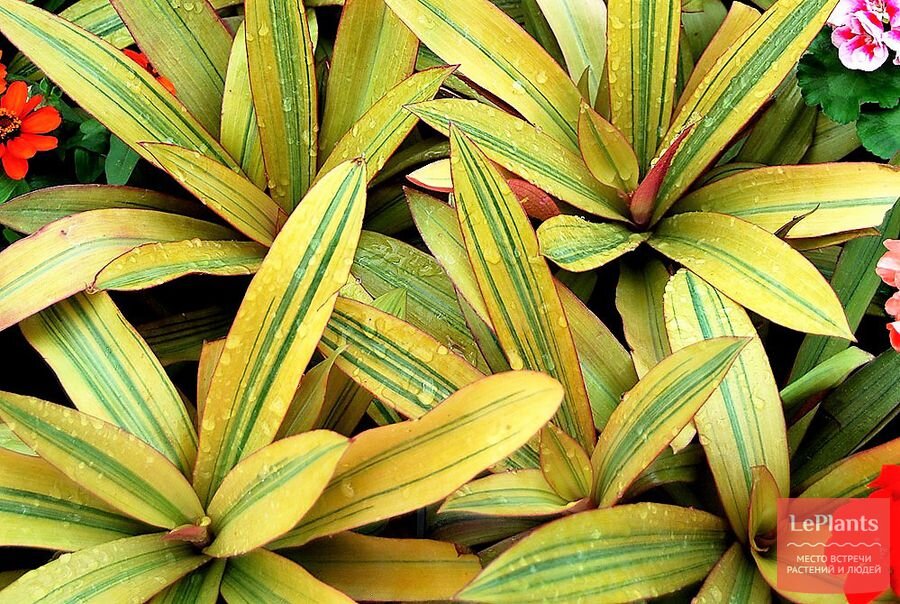 Традесканция spathacea Tricolor