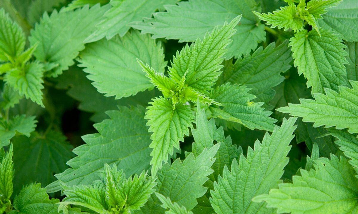 Крапива двудомная, фото из интернета.