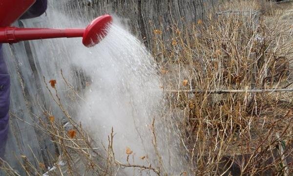 Фото: https://klumba.guru/wp-content/uploads/kak-oblit-smorodinu-kipyatkom-vesnoy.jpg