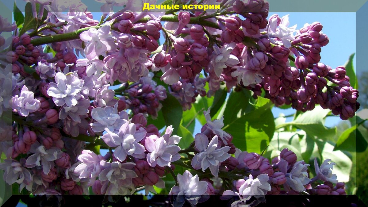 Астра Syringa Orange