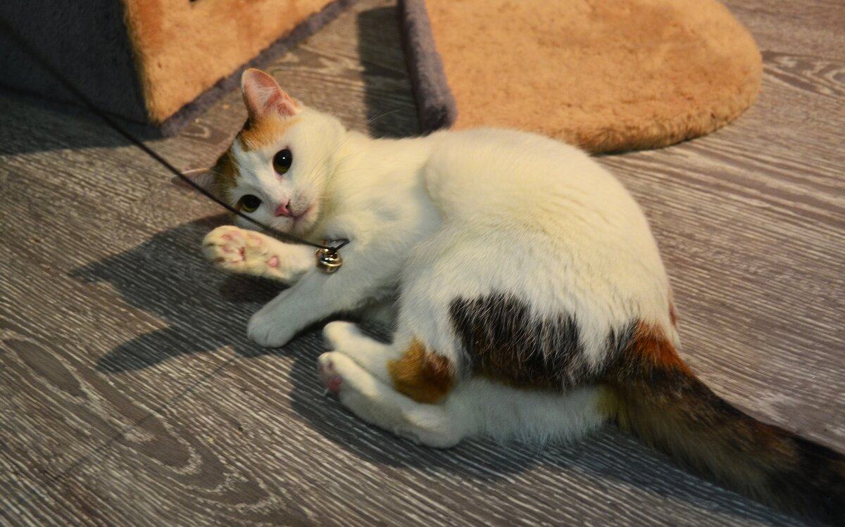 Для всех кто не знает, это Киса, славная кошка, прибыла к нам из антикафе "ТерраКОТ". О ней в предыдущей статье: "Не бойтесь брать животных из приюта..."