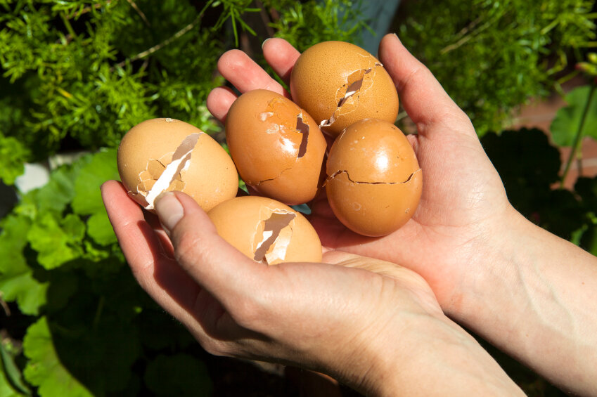 фото: eggshells-in-garden.jpg / сад и дача, полезные советы, садовод, огород, участок