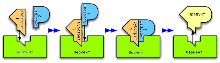 Схема одного из вариантов действия фермента