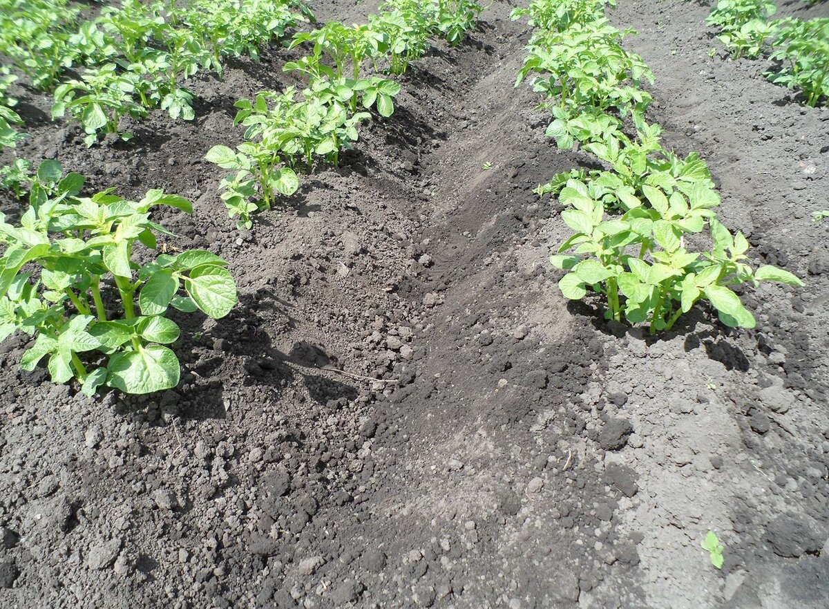 Здесь не полностью засыпанный землёй картофель. Вокруг стеблей не хватает земли!