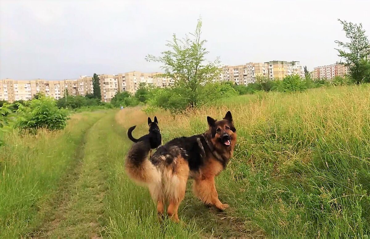 Четыре лапы влажный нос дзен