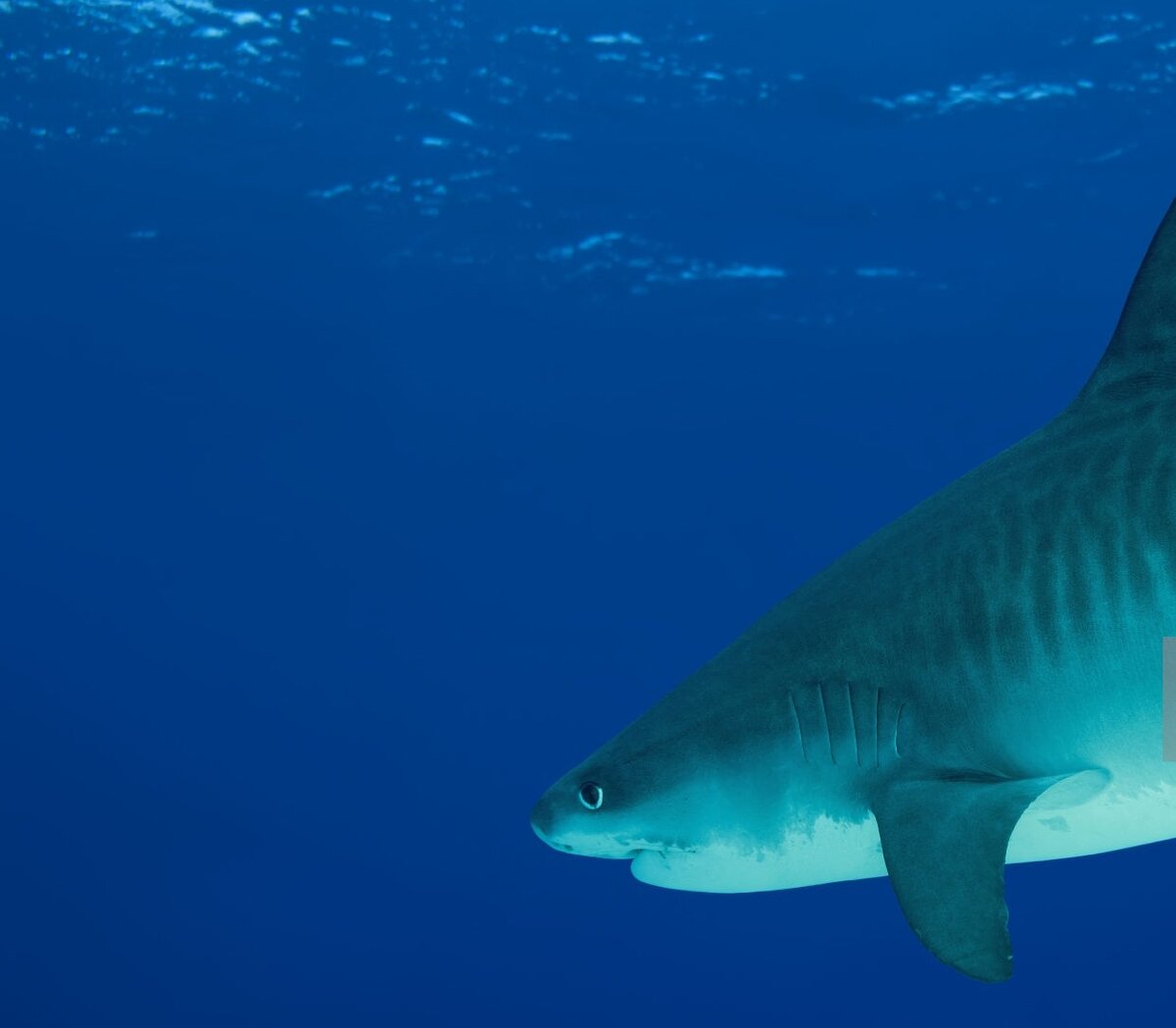 акулы охотского моря