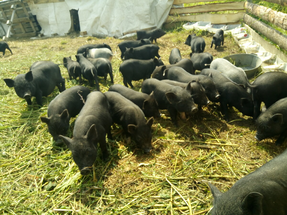 Поросячья компания. 