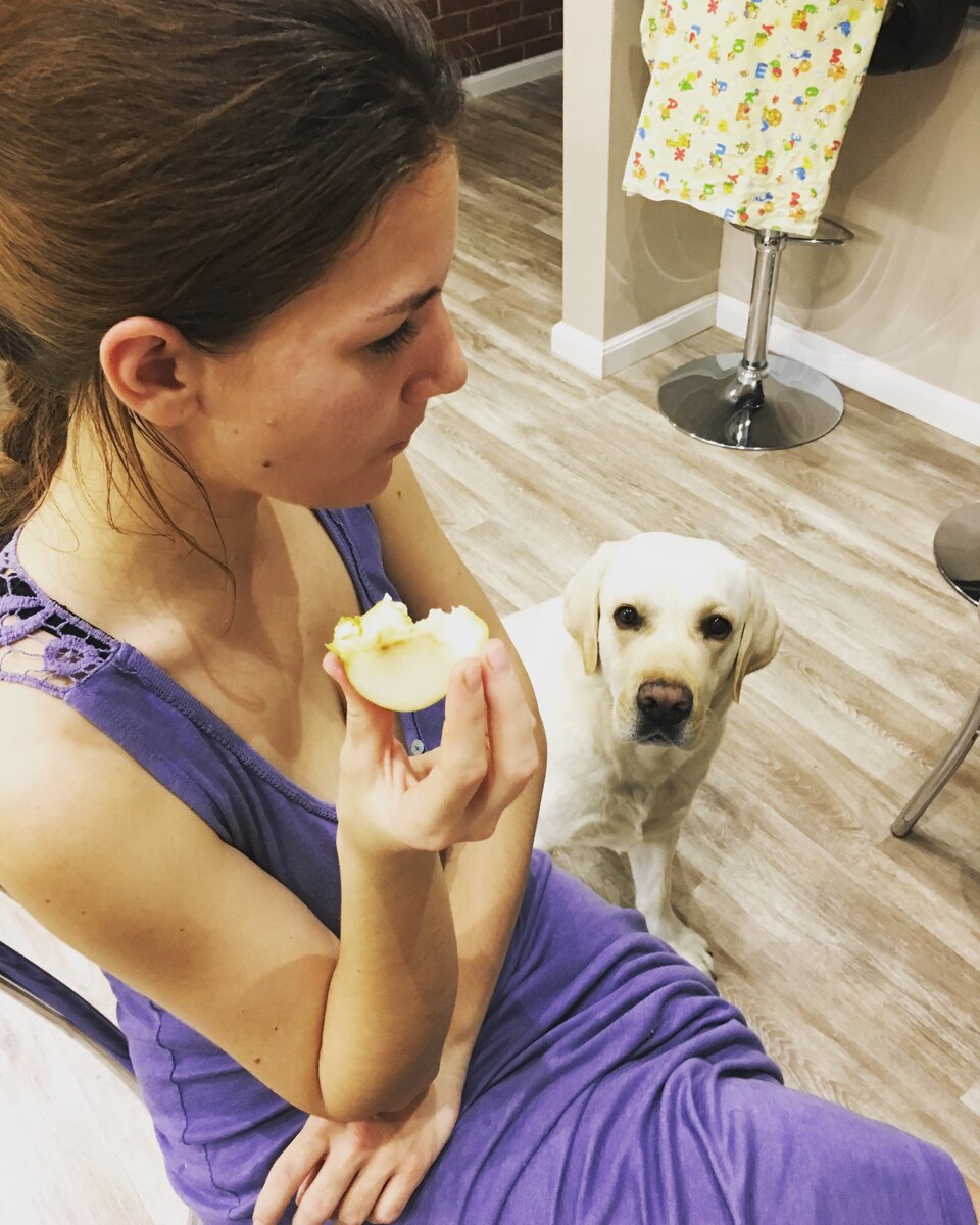 Наш пес Харви голоден всегда, даже если он только что плотно по обедал