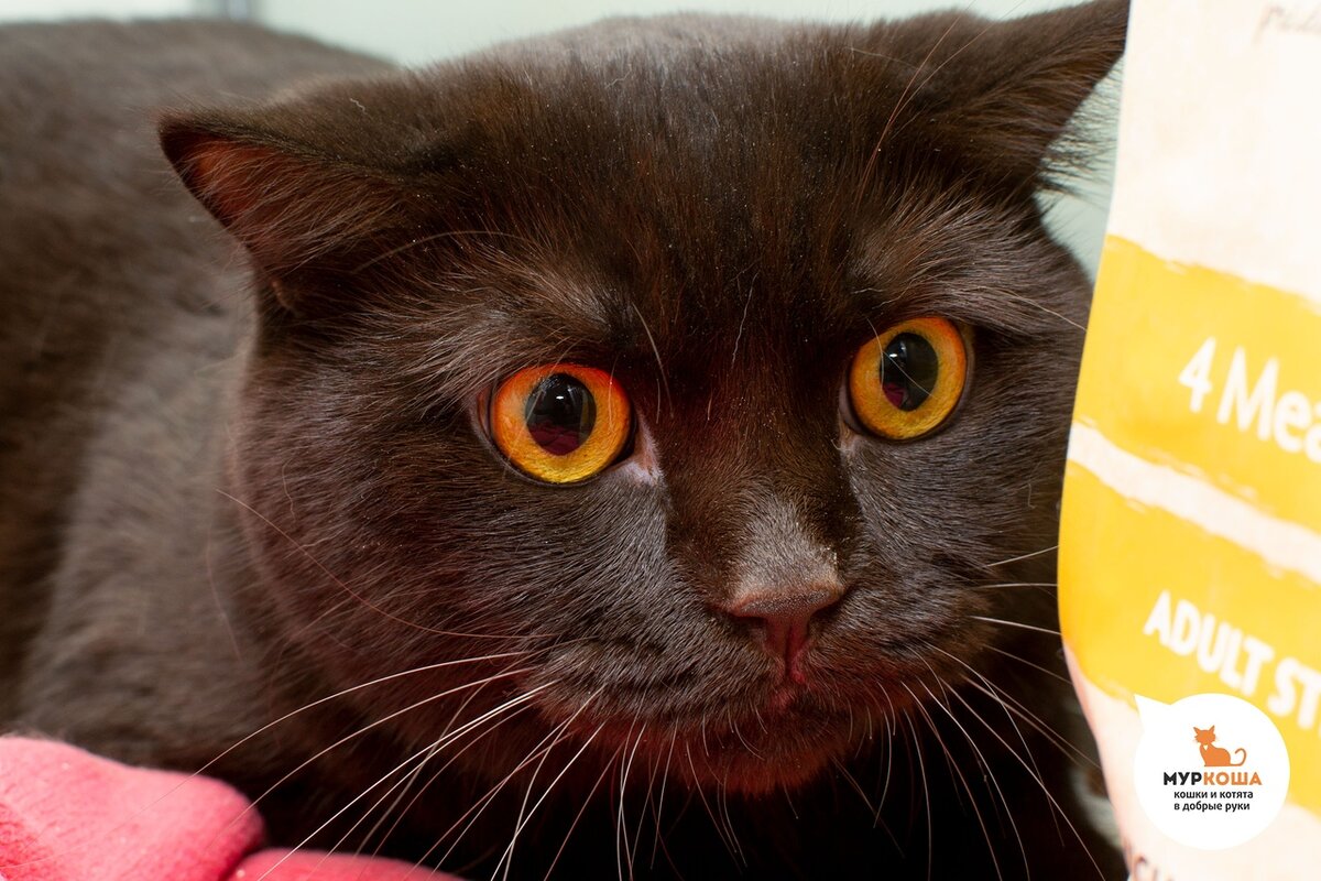 Был домашним, скоттиш-страйт шоколадного окраса. Ласковый и игривый, но характер лидера.